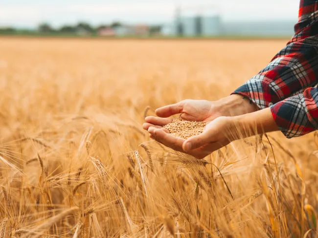 farmer holding wheatberries in wheat field